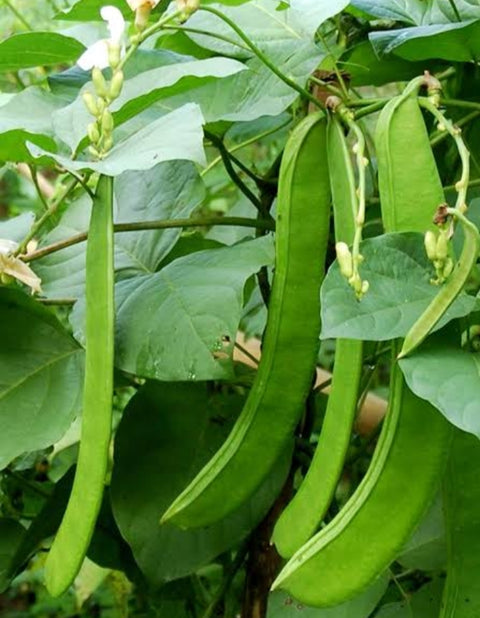 Kodi Thamattai Avarai