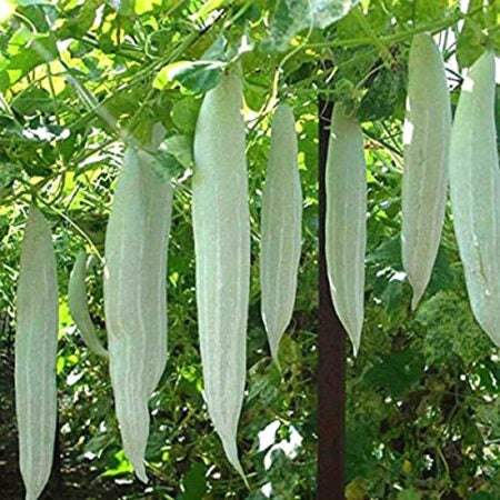 SNAKE GOURD ( PUDALAI ) )