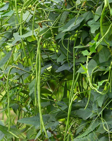 BLACK SINGLE BEANS MOCHAI