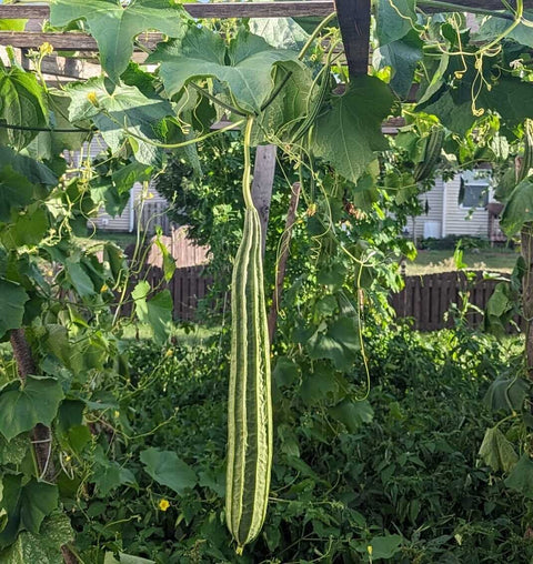 LONG RIDGE GOURD