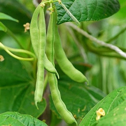 Kodi Lima Beans