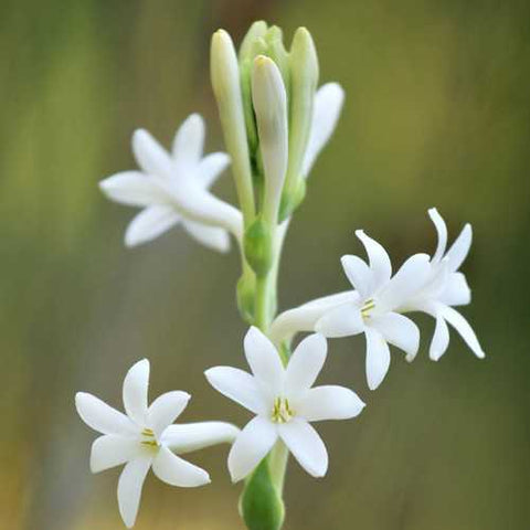 Sampangi Flower Tuber 1 PCS