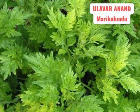 Marikolundu Seeds
