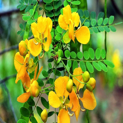 Avarai Seeds