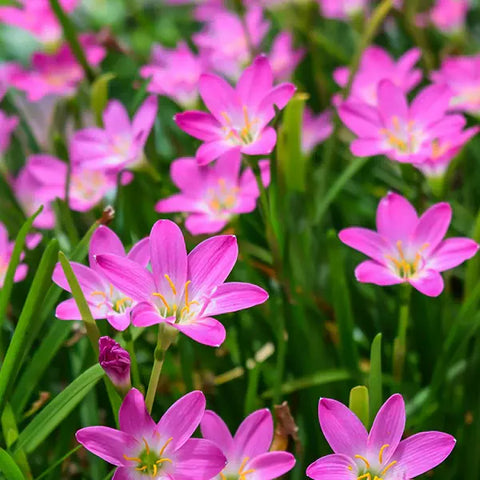 Rain lily Flower Tuber 1 Pcs (Pink)