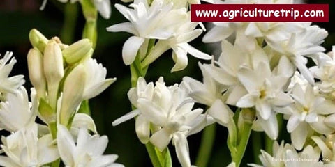 Adukku sampangi Flower Tuber 1 Pcs