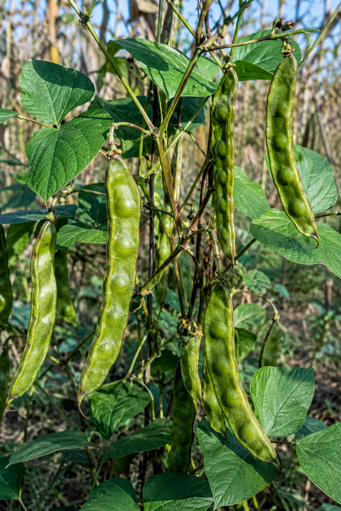 BOAR MOCHAI