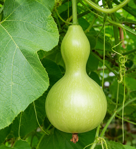 Neechal  Bottle Gourd