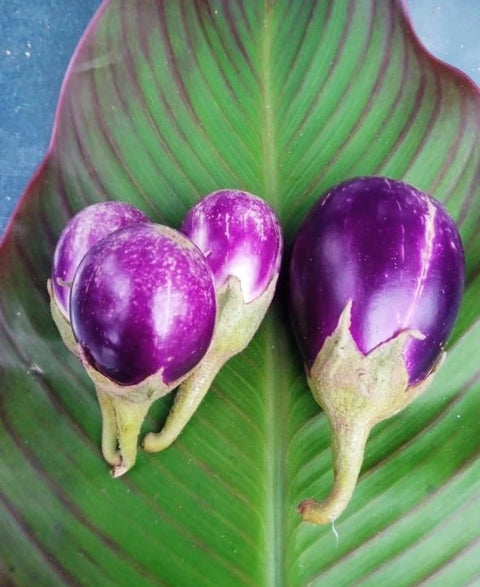 Alavayal Brinjal