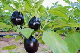 Black Brinjal (Round)
