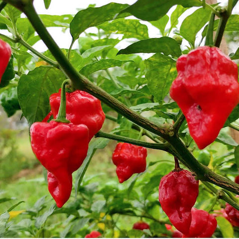 Ghee Chilli Red