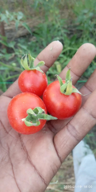 Large Plum Tomato