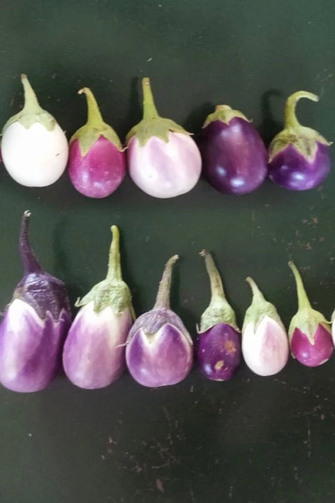 Multi Variety Brinjal