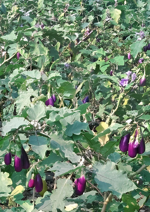 Purple Kothu brinjal