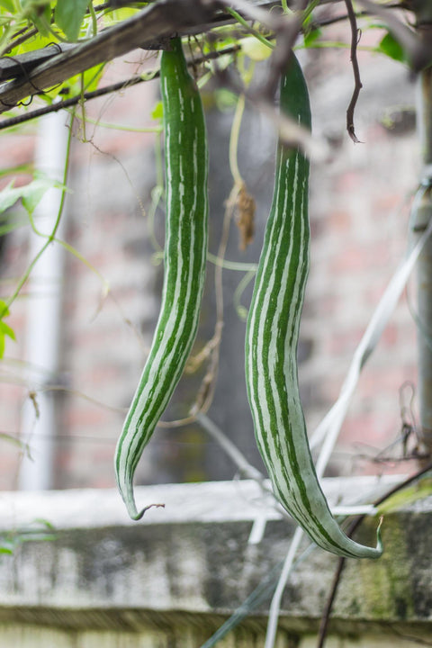 Snake Gourd - Long