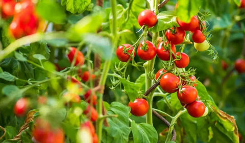 Sollar Pettai Sedi Tomato