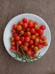 Tomato - wild