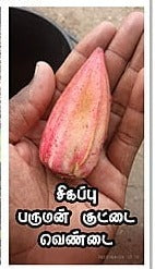 Red Ladies Finger -Short  Paruman