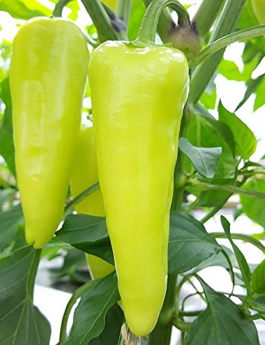 Bajji Chilli