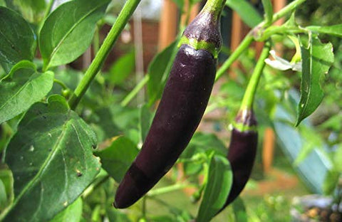 Black Chilli