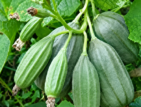 Kothu peerkkan