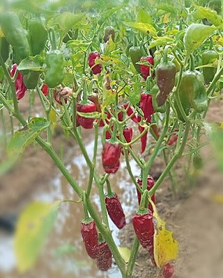 Kanchipuram Chilli