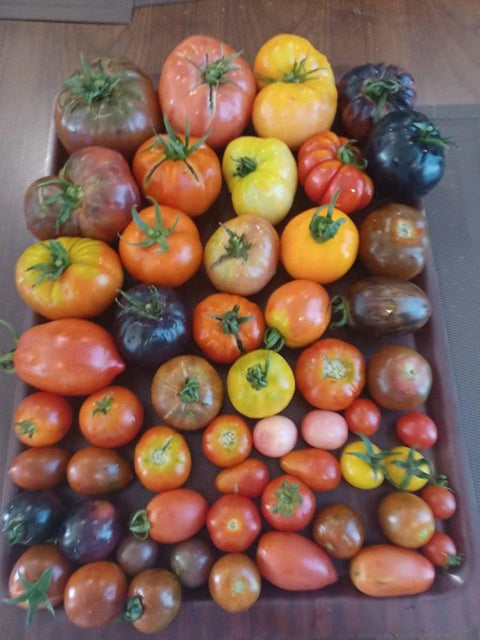 Mixed Variety Tomato
