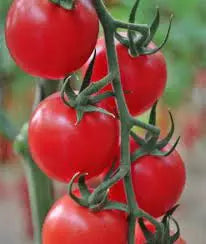 Sollar Pettai Tomato