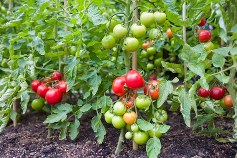Tomato - Chedi